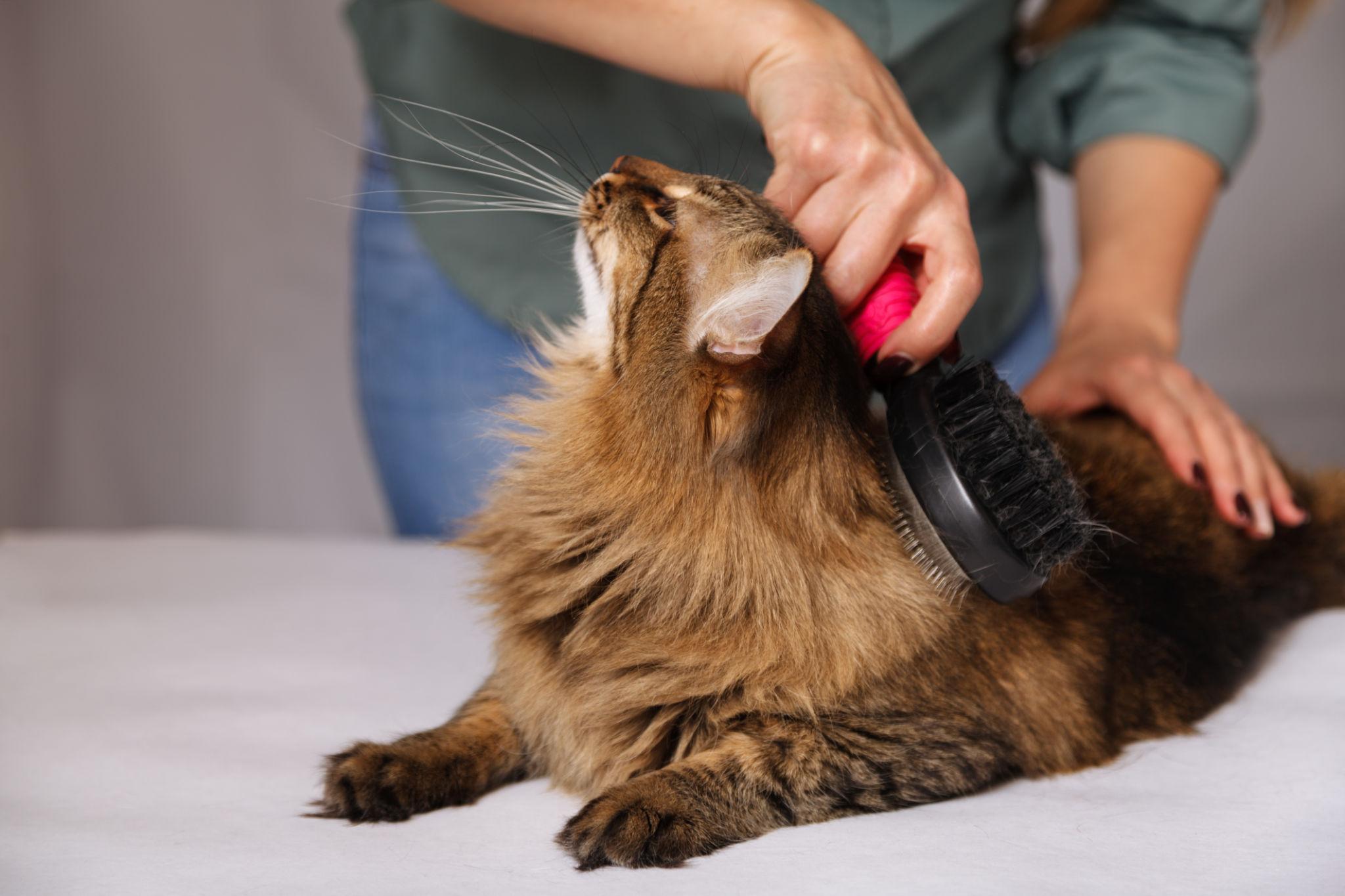 Grooming & Care 🪮